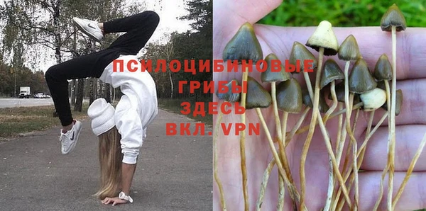 прущие грибы Новокубанск